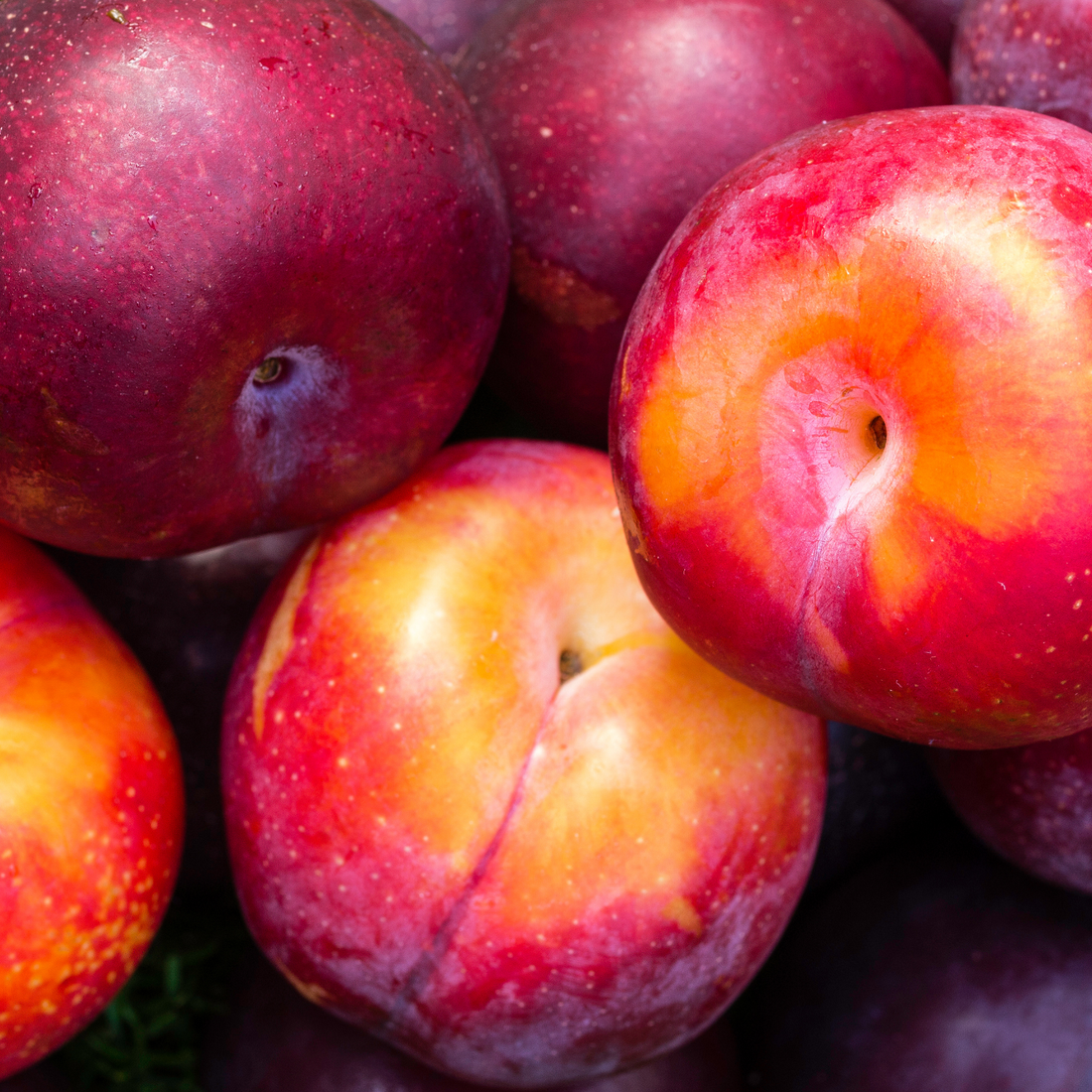 Les bienfaits de la prune de Gascogne