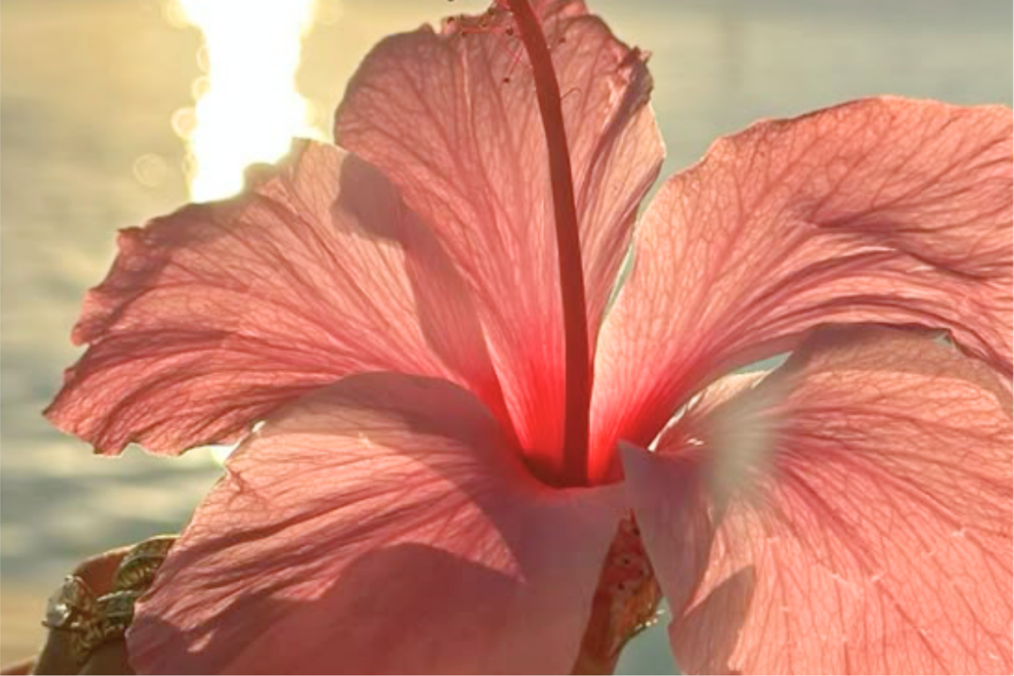 Fleur d'hibiscus rose claire exposée au soleil devant la mer.