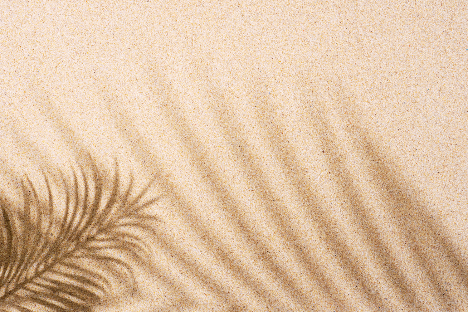 Ombre d'une feuille de palmier sur un mur couleur sable.