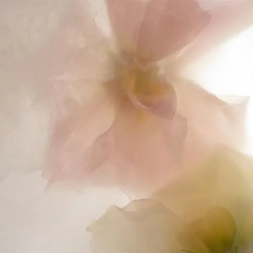 Jolies roses poudrées sur fond blanc.